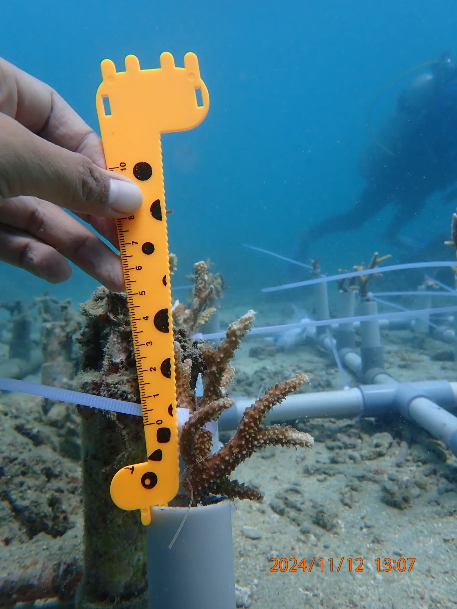 Coral reef conservation in Aceh: from nursery to ecosystem recovery