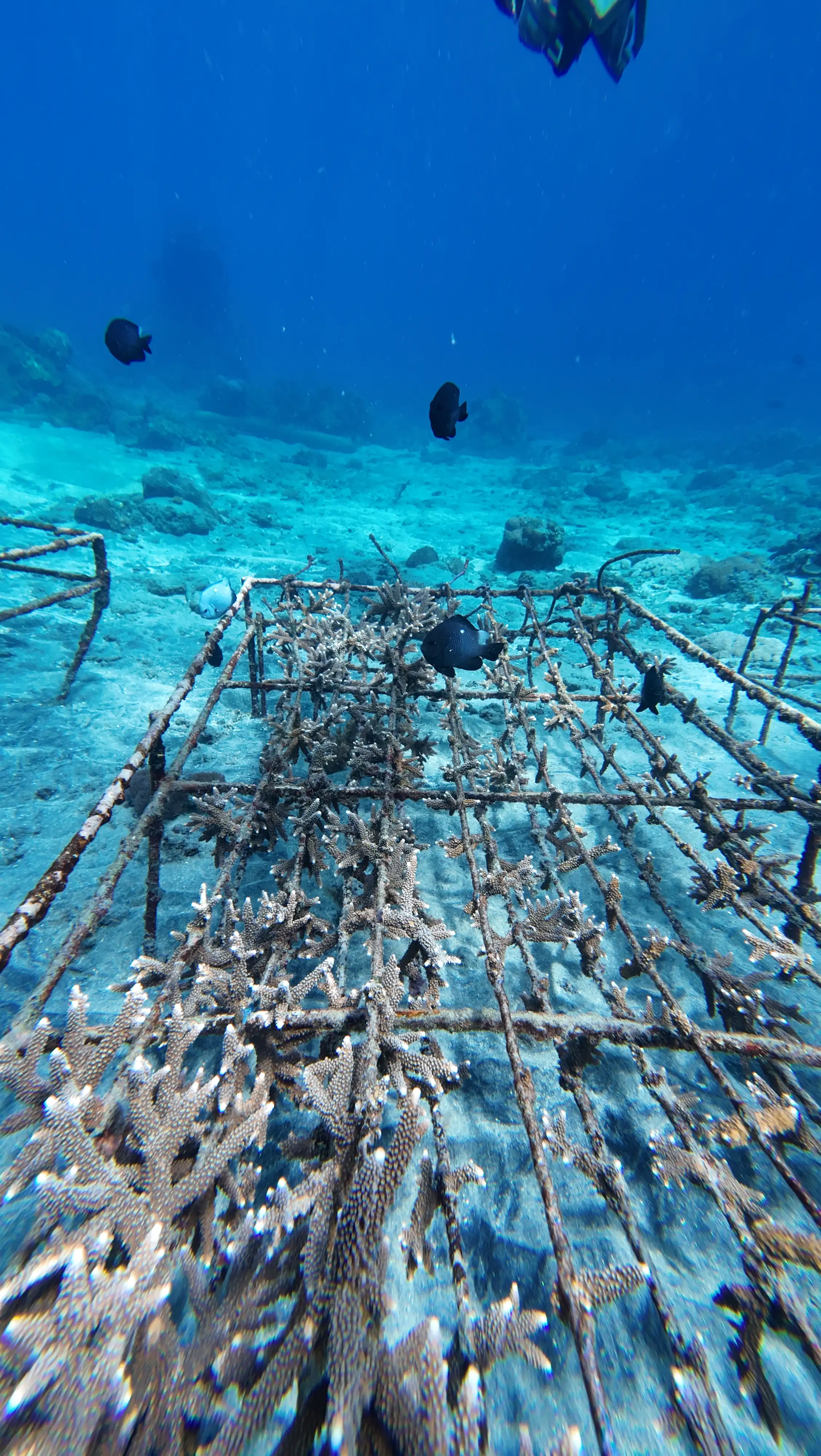 Close-up of healthy coral formations underwater with small colorful fish swimming nearby in clear blue ocean water. The scene feels vibrant and full of life.