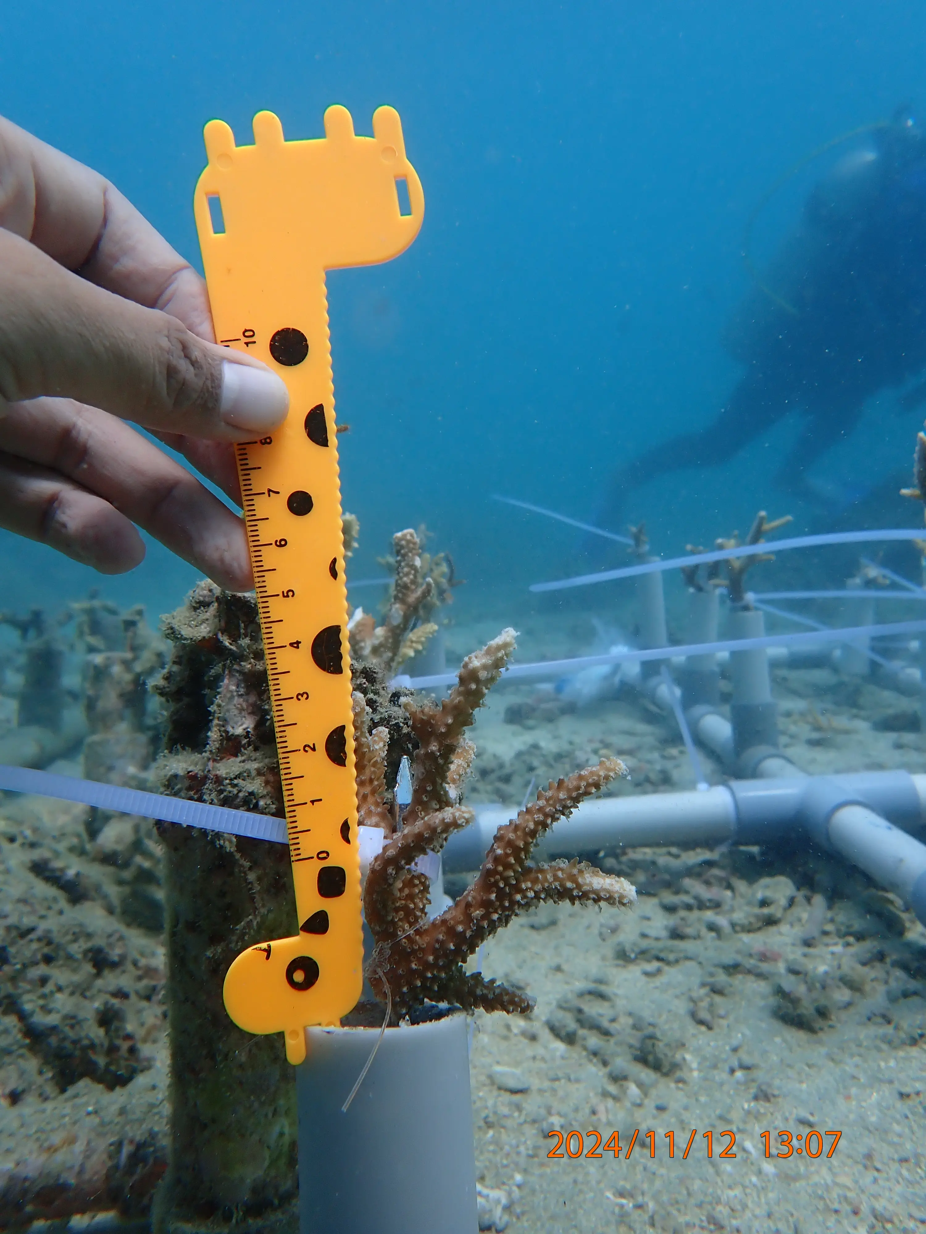 coral meter